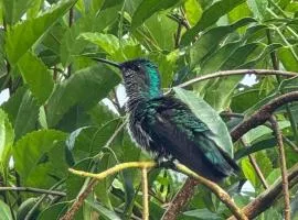 Arenal Jungle Villa