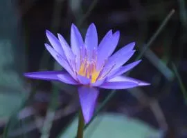 Water Lily Talpe