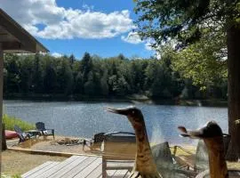 Algonquin Waterfront and Winter Paradise With Sunsets