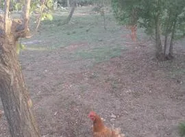 La Casetta Nel Bosco Delle Nereidi