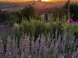 Amor di Lavanda