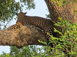 Kumana safariThapobane safari service