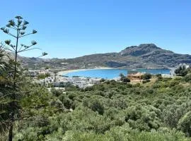 Olive Grove