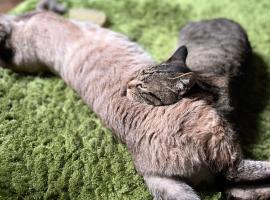 Hostel&Bar クツカンタ, hotel com estacionamento em Rishiri