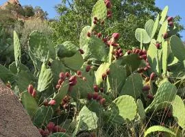 Cactus Bloom زهرة الصبار