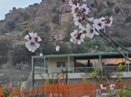 Cactus Bloom زهرة الصبار