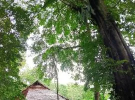 Allpayacu Adventures Lodge - All Inclusive