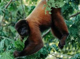 Allpayacu Adventures Lodge - All Inclusive