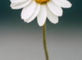 La Margarita、Argentinaのホテル