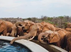 Mbazo Safari Collection