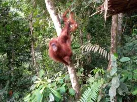 Tiga dara guest house jungle trekking