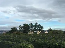 Nga Pari Vineyard