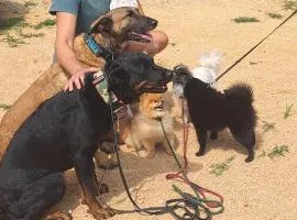 Urlaub mit hund