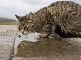 Klein aber Fein, hotel din Gottmadingen