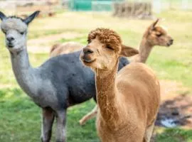 Alpaka Erlebnis-Ruhige Land-Auszeit