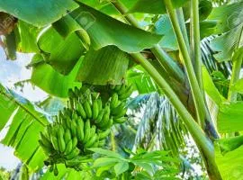 Banana Grove Retreat
