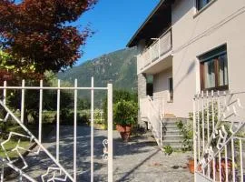 agrifoglio