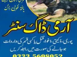 Khoji Dog Center Jhang