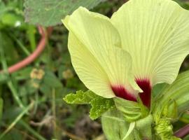 villa Rony, hotel in Port-Louis