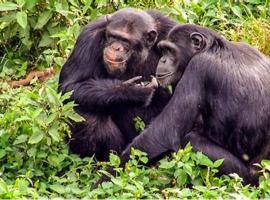 Bwindi Hills Gorilla Safaris, hotel in Kampala