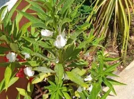 Casa para temporada em Pirenópolis
