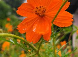 Green Shelter, hotel in Quepos