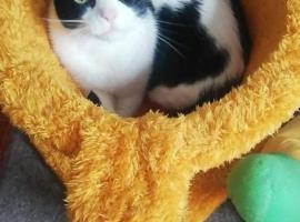 Posada de los gatos，利馬的飯店