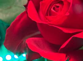 DR ÅSA Rooms in a Forest Villa w Pool near a Golf Course, Concerts & the Baltic Sea