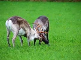 Kodinomainen majoitus Juoksenki, Napapiiri, Lappi
