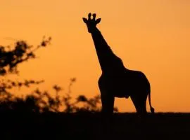 Bay Safaris