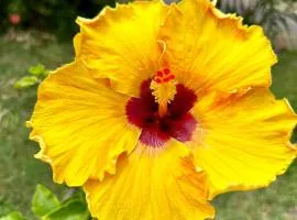 Hibiscus Hale - Perfect for 2!