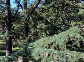 Three Pines