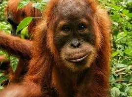 Tiga dara guest house jungle trekking