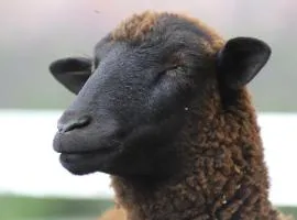 Granja & Vivero Lavanda