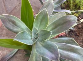 Riverside, hotel in Beaufort Wes