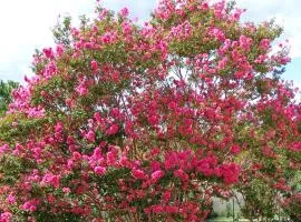 Chambre d'hôte l'Olivier