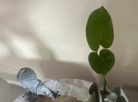 Venus Home