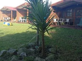 Dinocamp