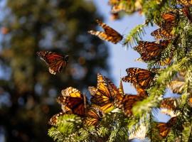 Shambala SPA Medicinal y Retiros, hotel pet friendly a Zitácuaro