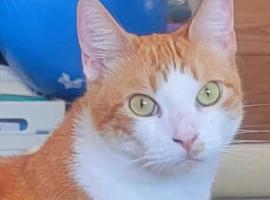 Prime City Access At The Cat House - Room 1, hotel in San Diego