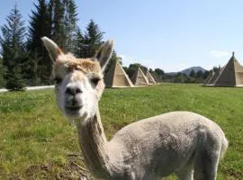 Alpakkaparken Glamping med parktilgang
