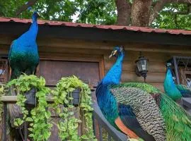 Quinta Pavo Real By Acomodo