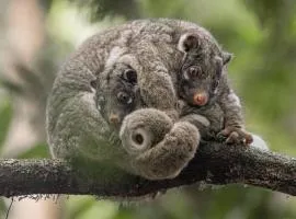 Malanda Falls Retreat