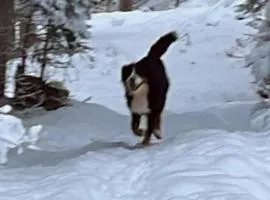 Ferienwohnung Collie