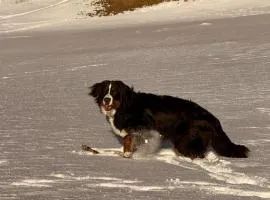 Ferienwohnung Schweizer Sennenhund