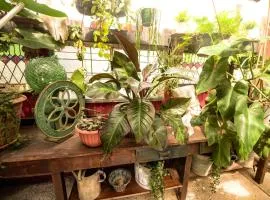 Rainforest Canopy Apartment - 3 Bedrooms