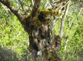 Gîte avec piscine - Rigal haut