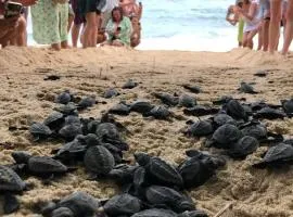 JK House Turtle Point