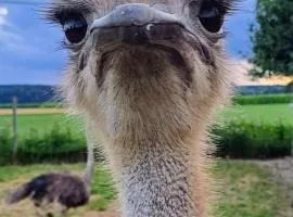 Blickfang Bregenzerwald