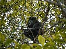 Mamglar frente al mar, hotel in Mompiche